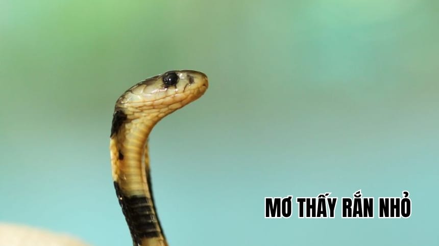 Nằm mơ thấy rắn nhỏ - Điềm báo lành hay dữ? Con số may mắn?