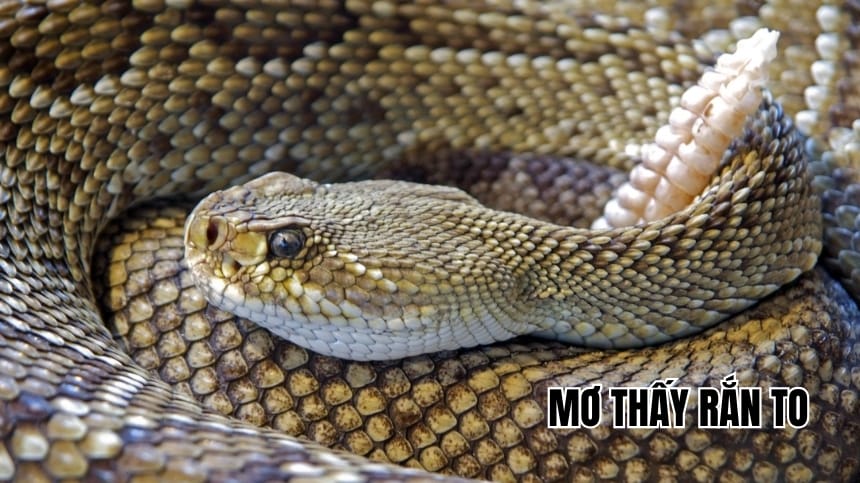 Mơ thấy rắn to báo hiệu điềm gì và đánh con số nào may mắn?