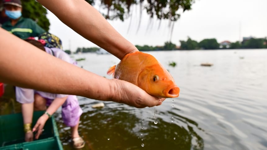 Mẫu văn khấn phóng sinh cá chép