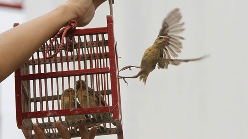 Tìm hiểu về lễ phóng sinh trong văn hóa tâm linh