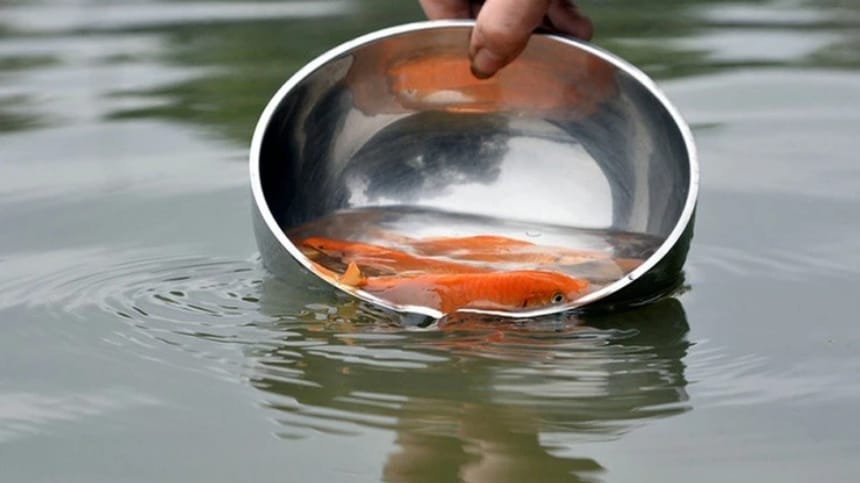 Ý nghĩa của việc phóng sinh cá