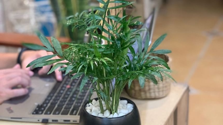 Cau tiểu trâm có tác dụng làm giảm căng thẳng
