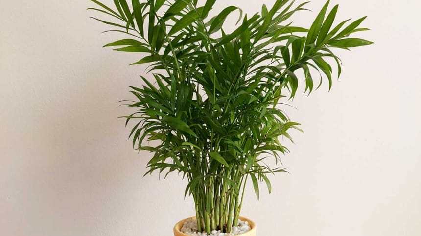 Cau tiểu trâm đặt trên bàn làm việc giúp đón nhận cơ hội mới