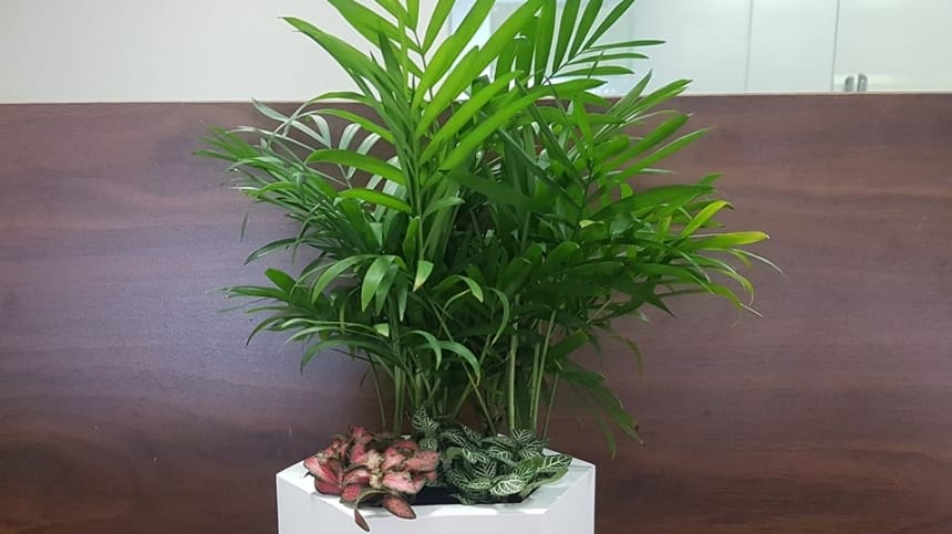 Cây cau tiểu trâm ngoài tự nhiên
