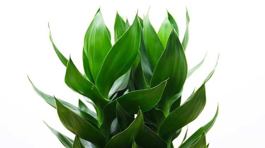 Cố định lộc phát để cây mọc theo ý thích của bạn