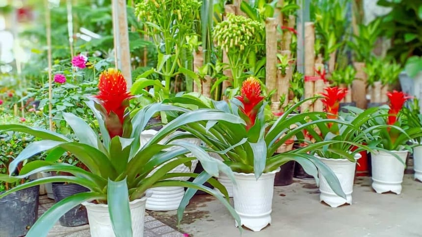 Hoa phong lộc cần chế độ chăm sóc đặc biệt