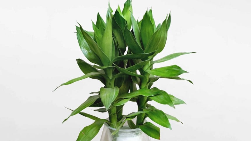 Phát lộc sở hữu vẻ đẹp thanh thoát, tinh tế
