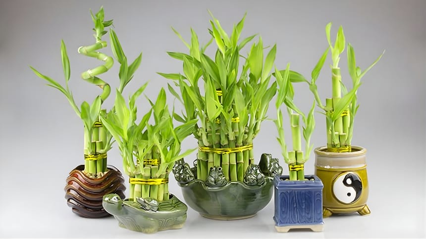 Phát lộc tiếp thêm sức mạnh cho mệnh Hỏa và Mộc