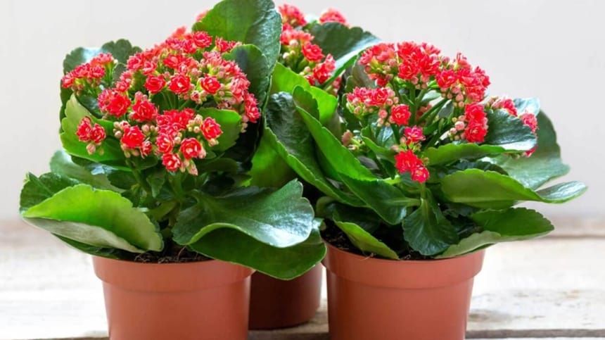 Sắc đỏ của cây phù hợp với mệnh Hỏa và Thổ