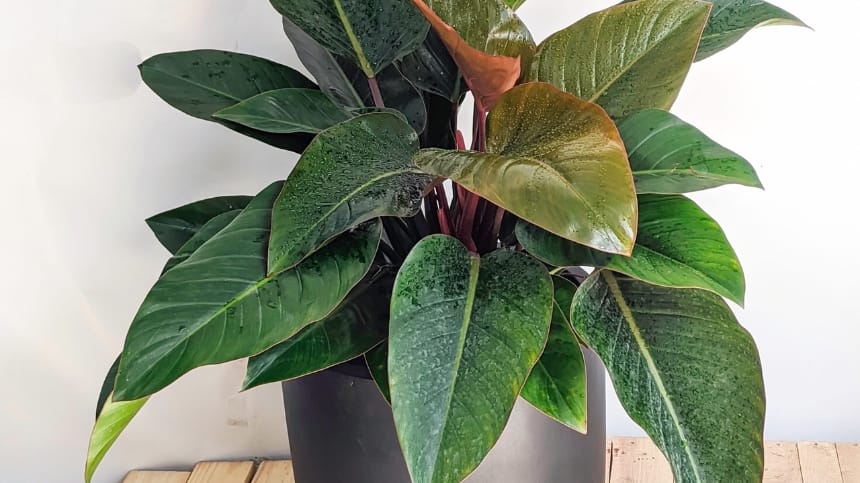 Trầu bà đế vương khi trồng cần nhiều kỹ thuật