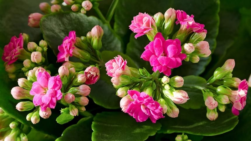 Vẻ đẹp của sống đời với những bông hoa nhỏ rực rỡ