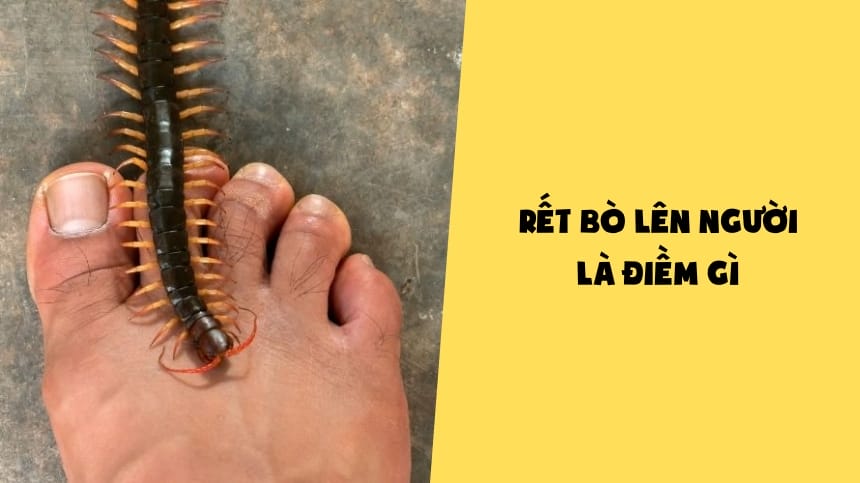 rết bò lên người là điềm gì