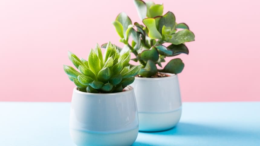 Tìm hiểu mệnh mộc hợp mệnh gì