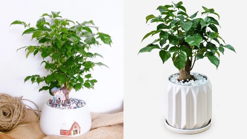 Cây hạnh phúc hợp mệnh gì? Mệnh Hỏa tăng sự tích cực