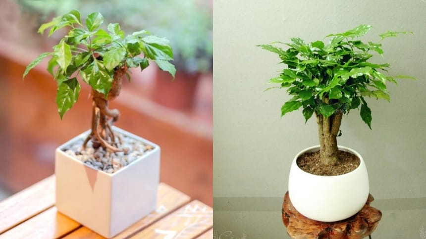 Hướng dẫn chăm sóc cây hạnh phúc