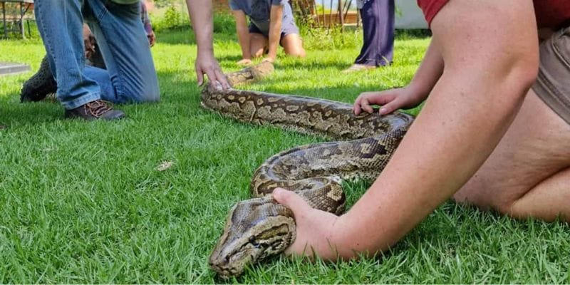 Mơ thấy rắn chui vào người: Giấc mơ ám ảnh nhất