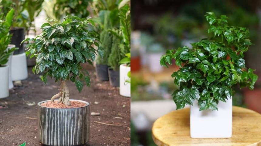 Tìm hiểu về đặc điểm và ý nghĩa phong thủy của cây hạnh phúc