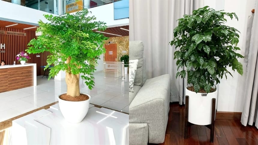 Vị trí đặt cây hạnh phúc chuẩn phong thủy