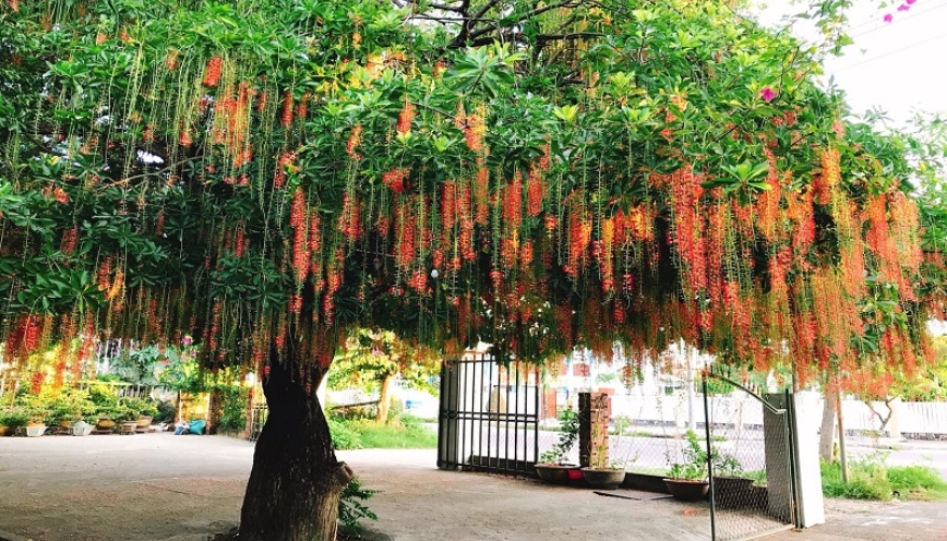 Cây lộc vừng hợp mệnh gì?-  Tuổi gì nên trồng cây lộc vừng?
