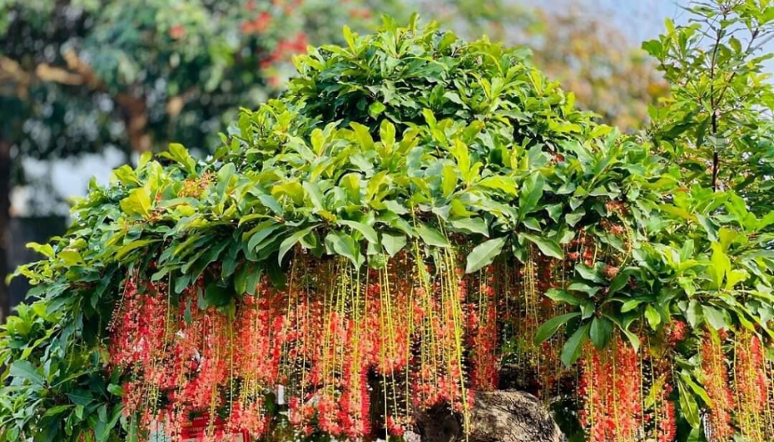 Một vài thắc mắc khi trồng lộc vừng