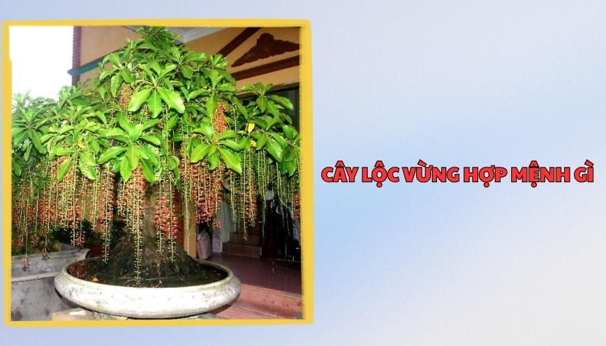 Cây lộc vừng hợp mệnh gì