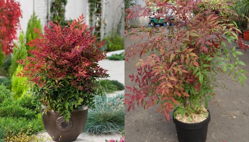 [Giải đáp nhanh] Cây nam thiên trúc hợp mệnh gì trong phong thủy?