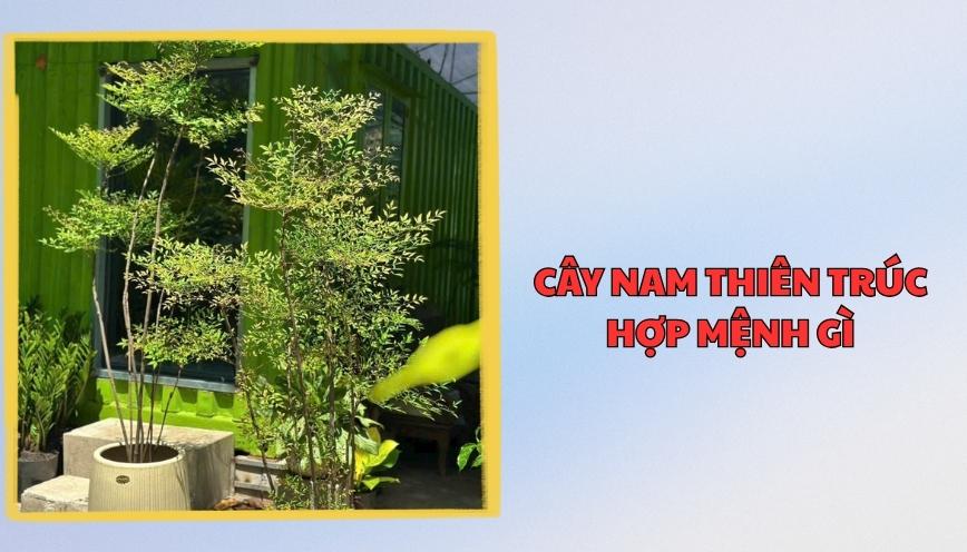 Cây nam thiên trúc hợp mệnh gì