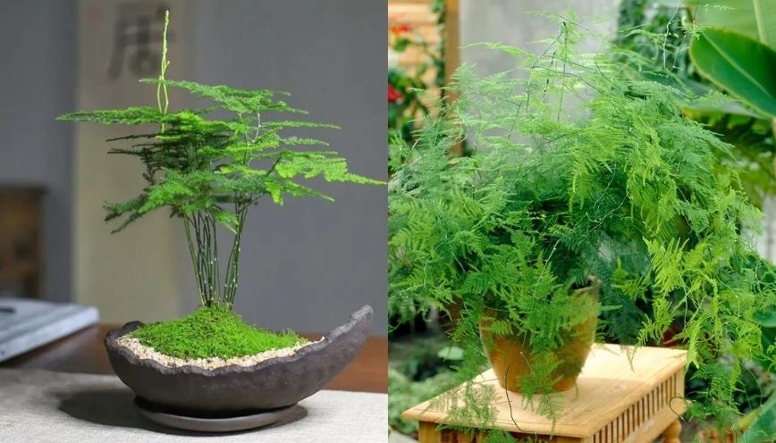 [Thắc mắc] Cây thuỷ tùng hợp mệnh gì trong phong thủy?