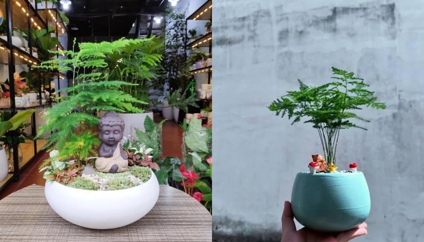 Lưu ý khi chăm sóc cây thuỷ tùng cần biết