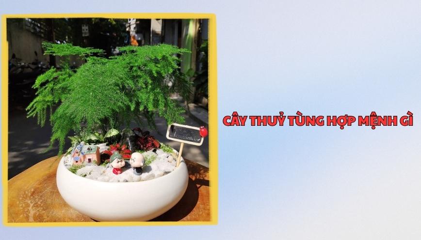 Cây thuỷ tùng hợp mệnh gì