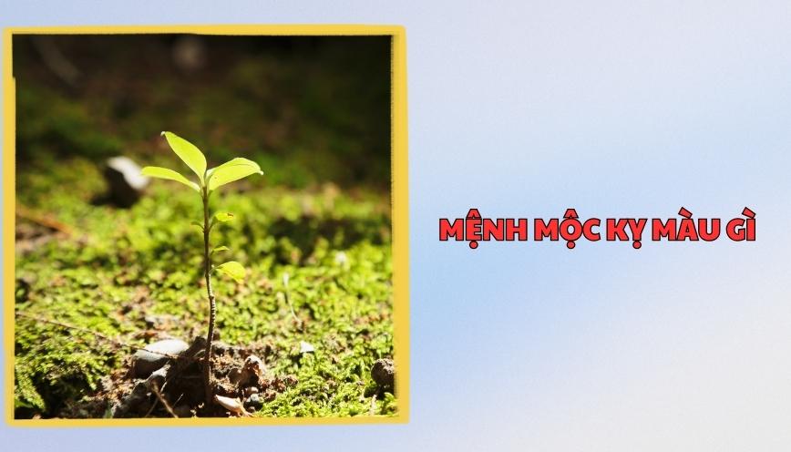 Mệnh Mộc kỵ màu gì